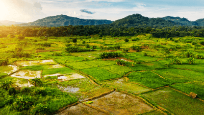 Purchase Price Allocation in Practice for the Rural Sector
