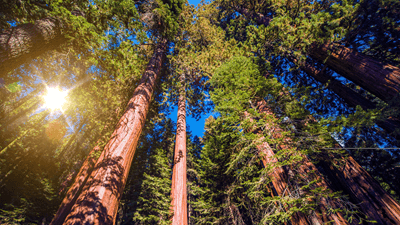 Forests and the Forestry Emissions Trading Scheme