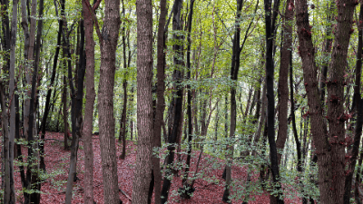 Forestry Taxation: Income, Costs, and Emissions Units